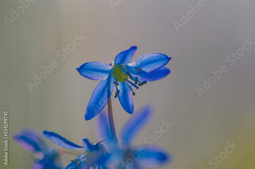 Avon Bulbs Scilla siberica Spring Beauty, spring blue flower, macro closeup, nature, plants photo