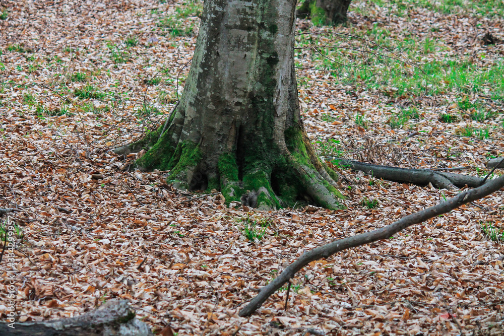 Moss on a tree in the forest around the leaves Moss on a tree in the forest around the leaves