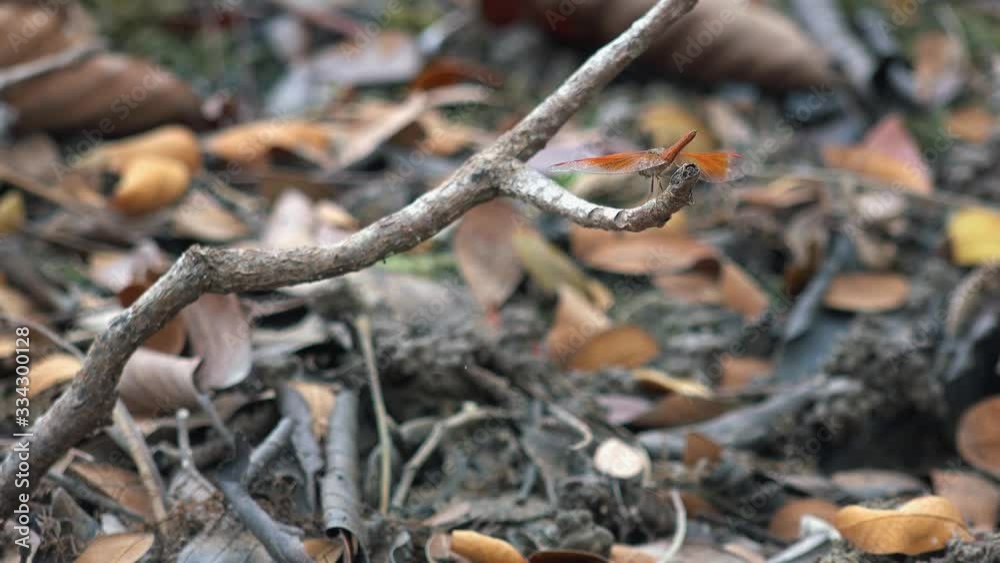 Medium Shot of Twig with a Red Dragon Fly Who's Wings are Moving in the Wind with the Forrest Floor in the Background With Dry Leaves Medium Shot of Twig with a Red Dragon Fly Who's Wings are Moving in the Wind with the Forrest Floor in the Background With Dry Leaves
