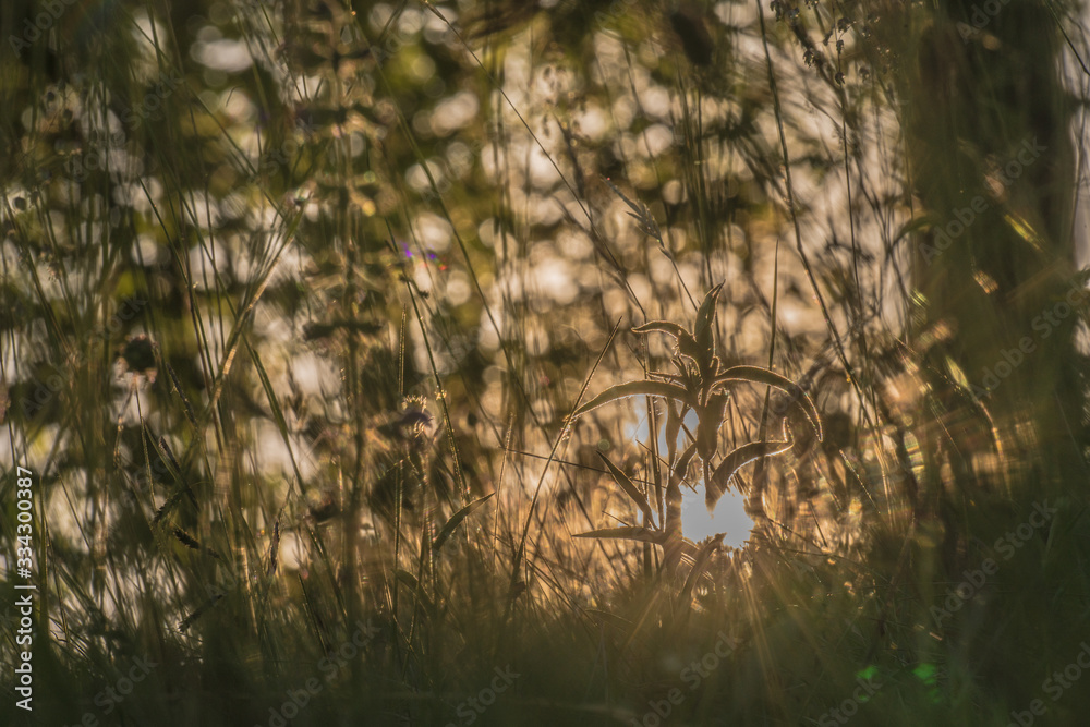 Nature Nature