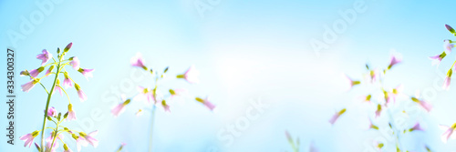 Spring - Fresh Cuckooflower background with cuckoo flower in front of blue sky. photo