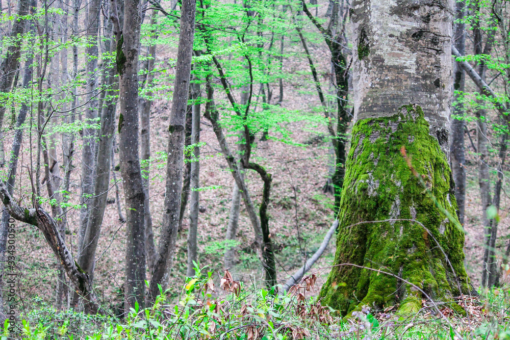 Fototapeta premium Moss on a tree in the forest around the leaves