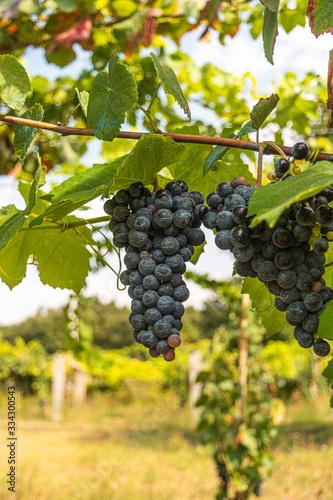 Wallpaper Mural Close up of berries and leaves of grape-vine. Single bunch of ripe red wine grapes hanging on a vine on green leaves background. Plantation of grape-bearing vines, grown for wine making, vinification. Torontodigital.ca