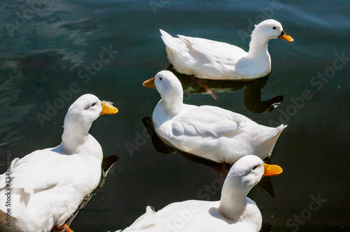 Ducks on the Lake