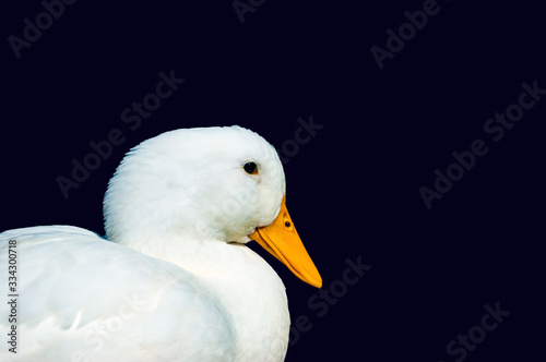duck on a background