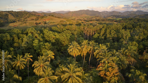 jungle aerial shot green trees