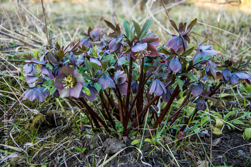 flowers of red hellebore, Helleborus purpurascens, Ukraine. photo