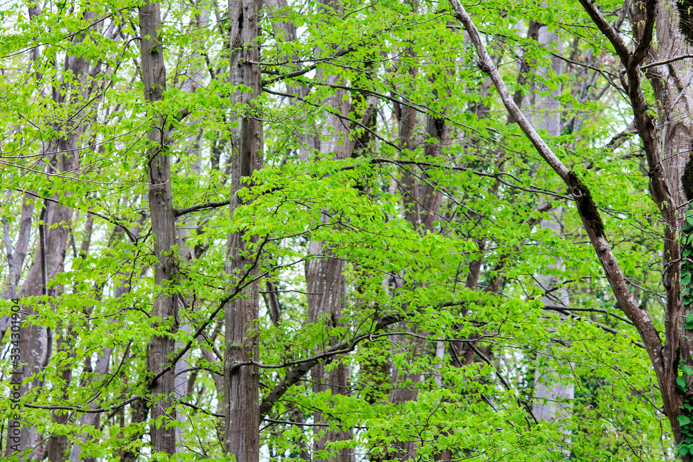 Trees with green leaves in a young forest Trees with green leaves in a young forest