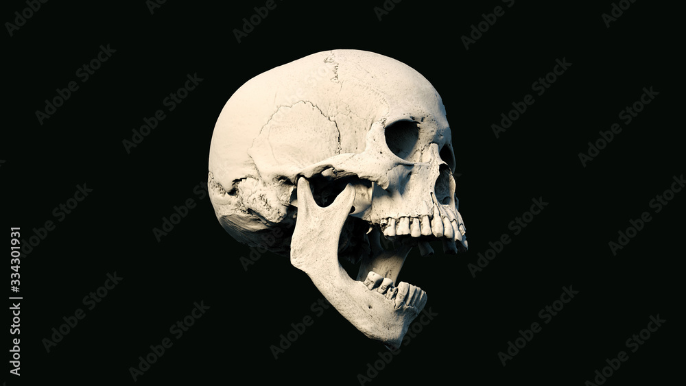 Obraz premium Human skull on Rich Colors a Black Isolated Background. The concept of death, horror. A symbol of spooky Halloween, Virus. 3d rendering illustration.