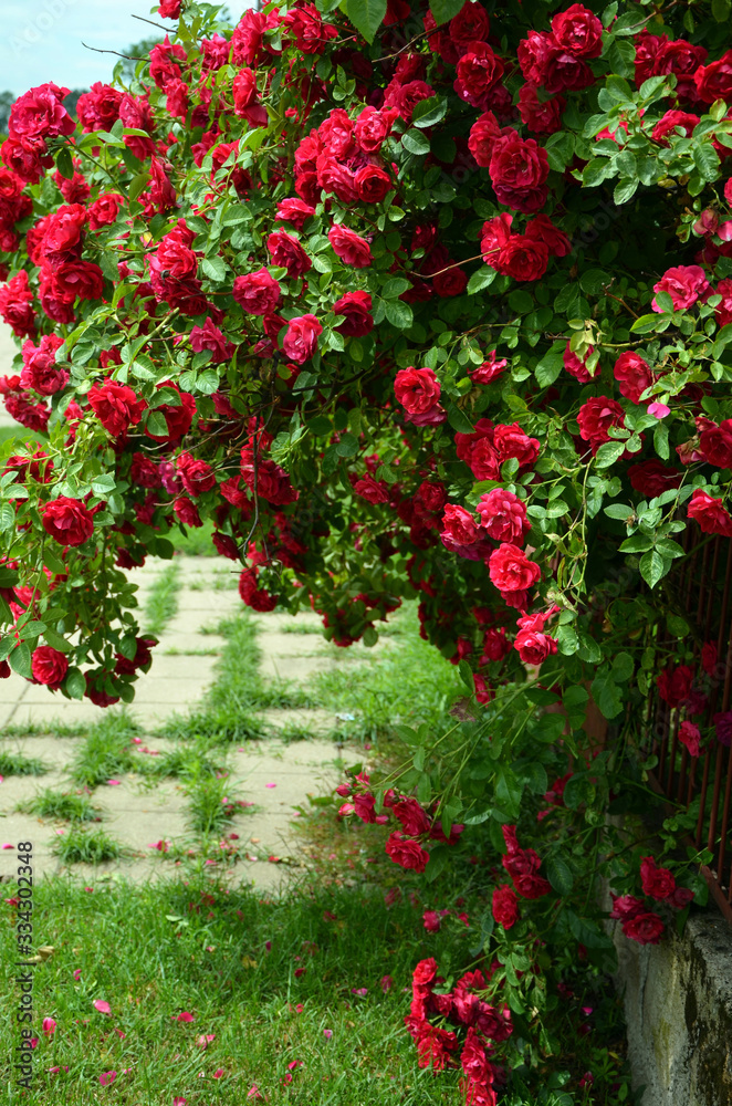  beautiful shrub with bright red flowers