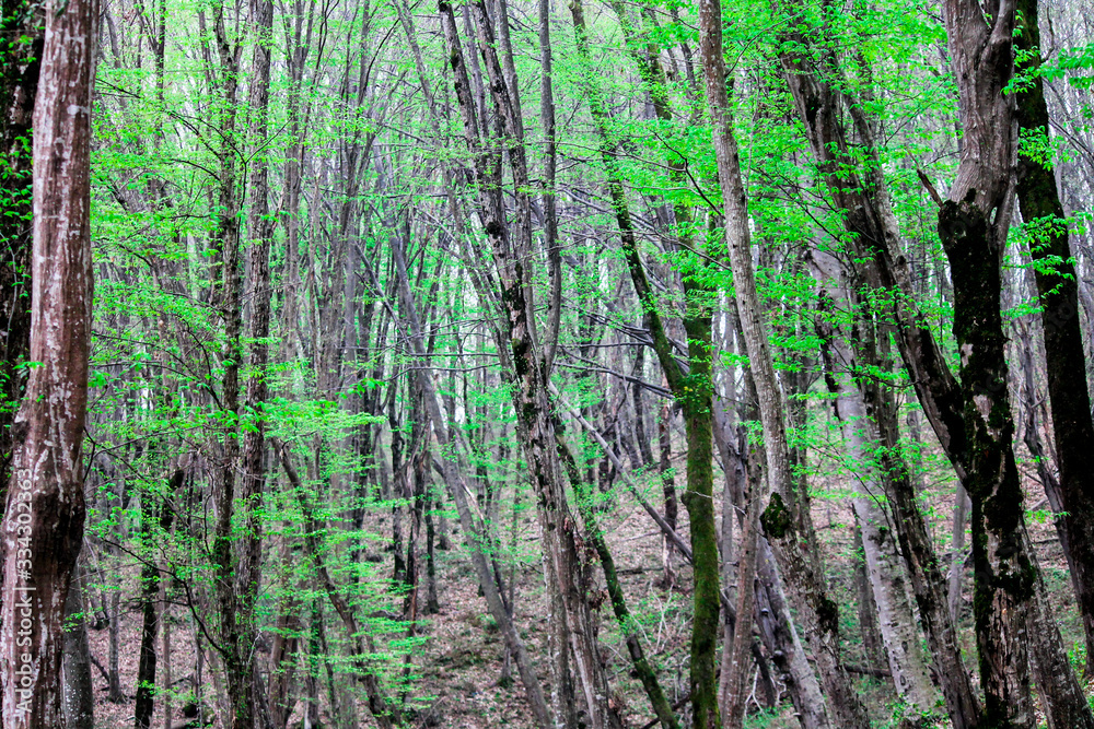 The forest blooms after winter in spring