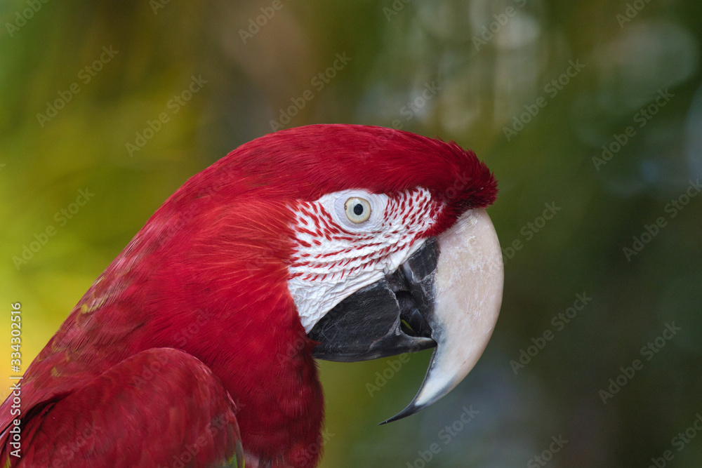 Fototapeta premium Bright red parrot sitting at sideview to the camera.