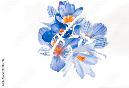 A bouquet of blue Crocus flowers on a white background