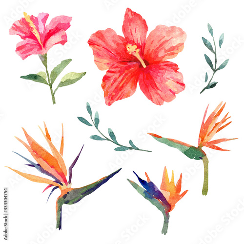 Set of exotic flowers. Hibiscus  and bird in paradise.Hand drawn watercolor illustration on white background