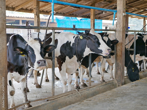 Dairy cows raised in a farm © OleCNX
