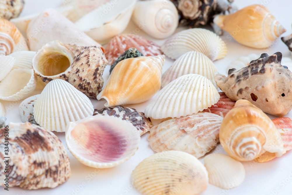 A heap of seashells on the plain white surface
