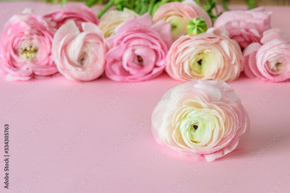 Bouquet of spring flower ranunculus or buttercups on the pink background closeup. Nice art design for greeting with Mother's or Women or St. Valentine's day or Easter. Bouquet of spring flower ranunculus or buttercups on the pink background closeup. Nice art design for greeting with Mother's or Women or St. Valentine's day or Easter.