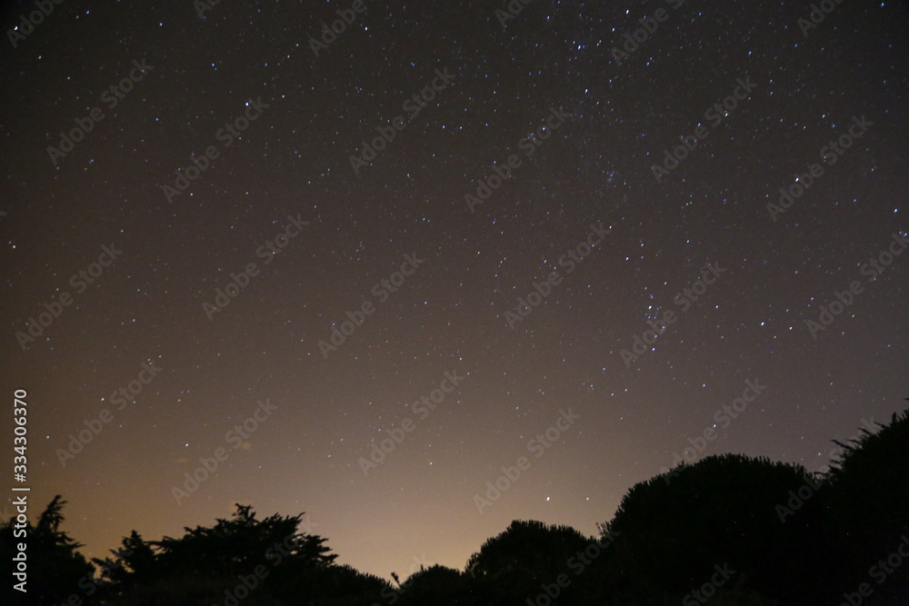 étoiles et voie lactée, ciel d'été avec pins