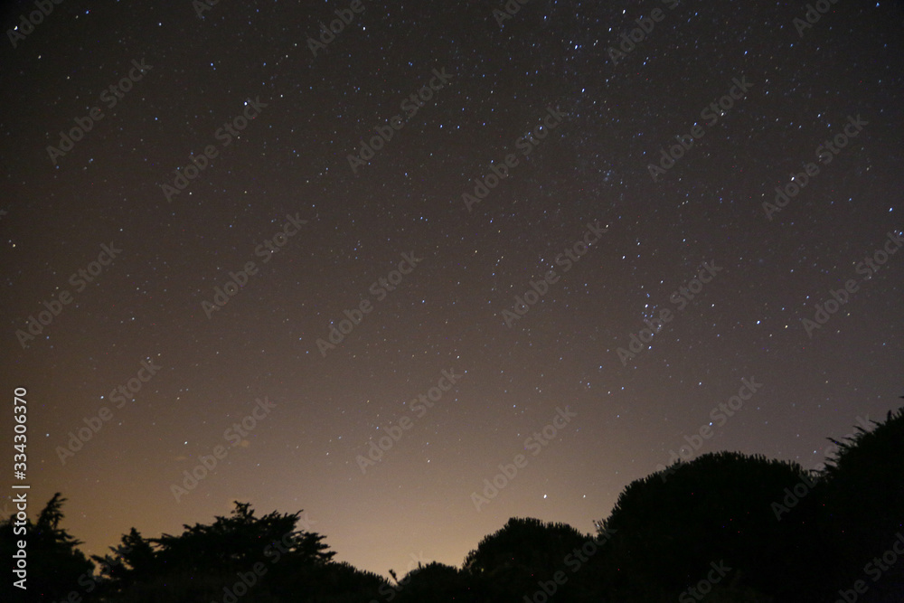 étoiles et voie lactée, ciel d'été avec pins étoiles et voie lactée, ciel d'été avec pins