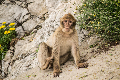 Bebé mono de Gibraltar © Pablo