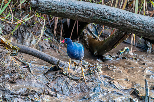 Purple Gallinule Porphyrio martinicus  photo