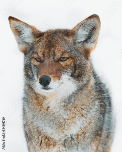 Close up of coyote photo