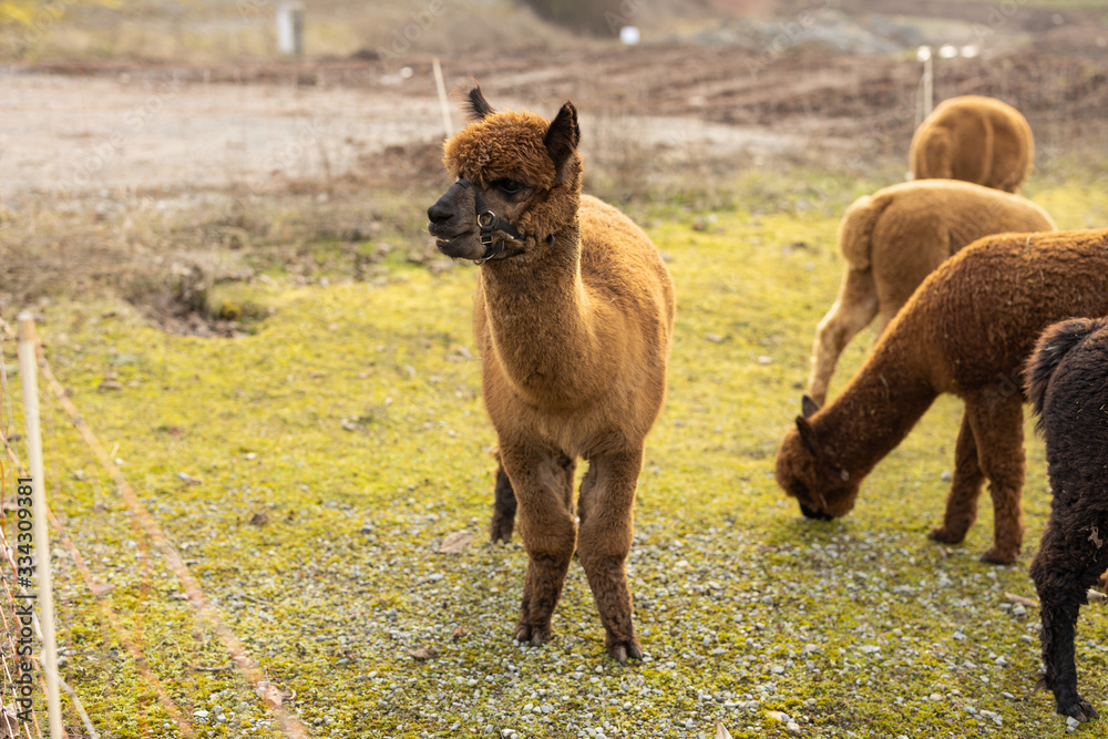 Fototapeta premium Colorful group of Alpacas on green field