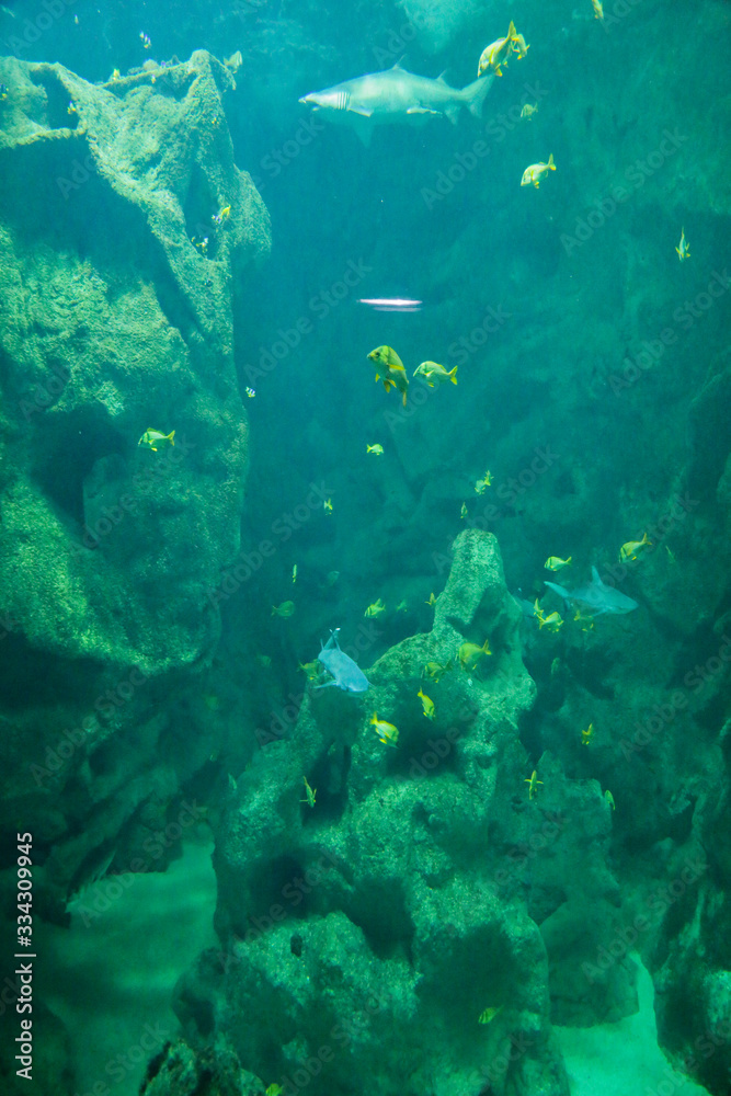 Fototapeta premium requins, poissons jaunes, rochers, aquarium de la Rochelle