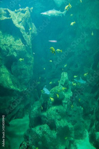 Fototapeta Naklejka Na Ścianę i Meble -  requins, poissons jaunes, rochers, aquarium de la Rochelle