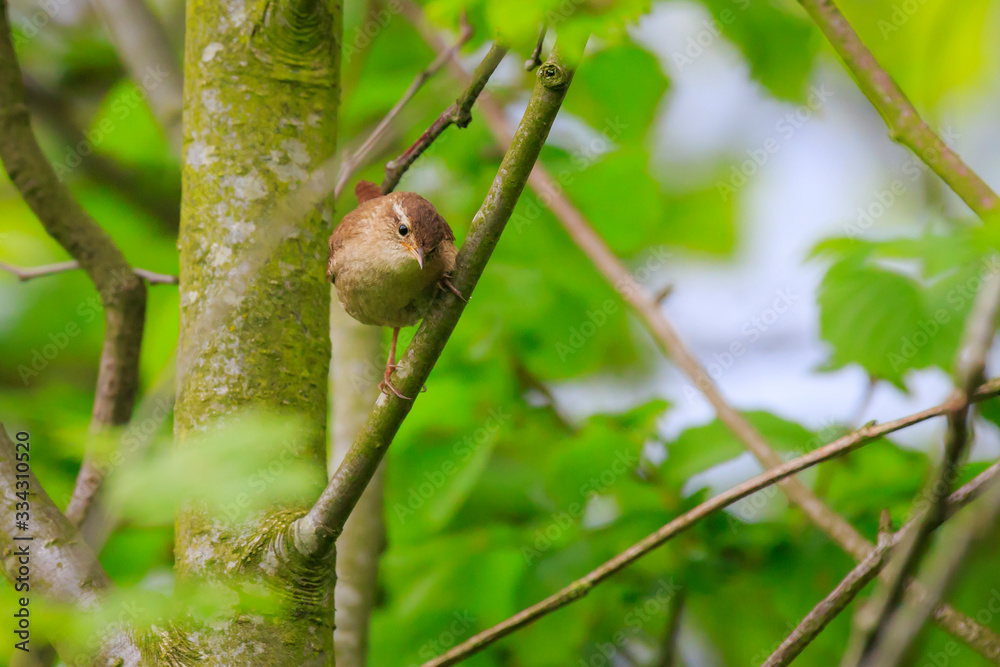Eurasian Wren Troglodytes troglodytes bird singing Springtime Eurasian Wren Troglodytes troglodytes bird singing Springtime