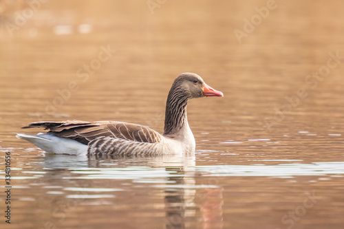 Greylag goose, Anser Anser, swimming in a lake