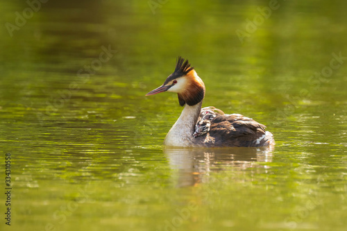 Closeup of a Great crested grebe Podiceps cristatus with chicks on her back © Sander Meertins