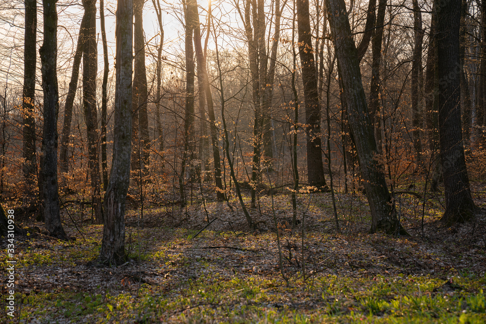 Fototapeta premium Sunlights, sun rays in the beautiful spring forest