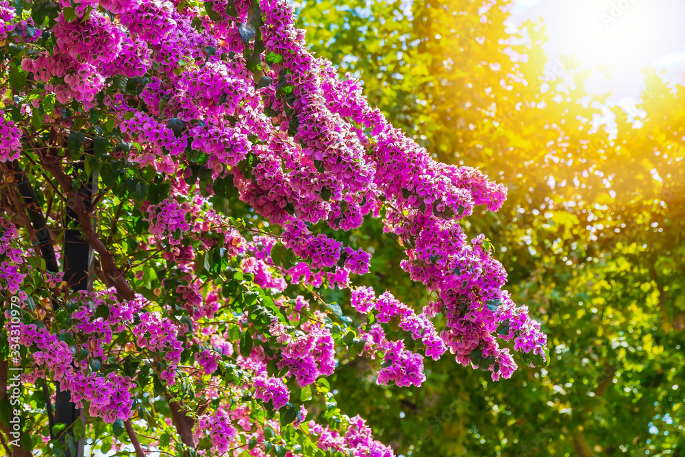 Obraz premium Blooming Bougainvillea flowers