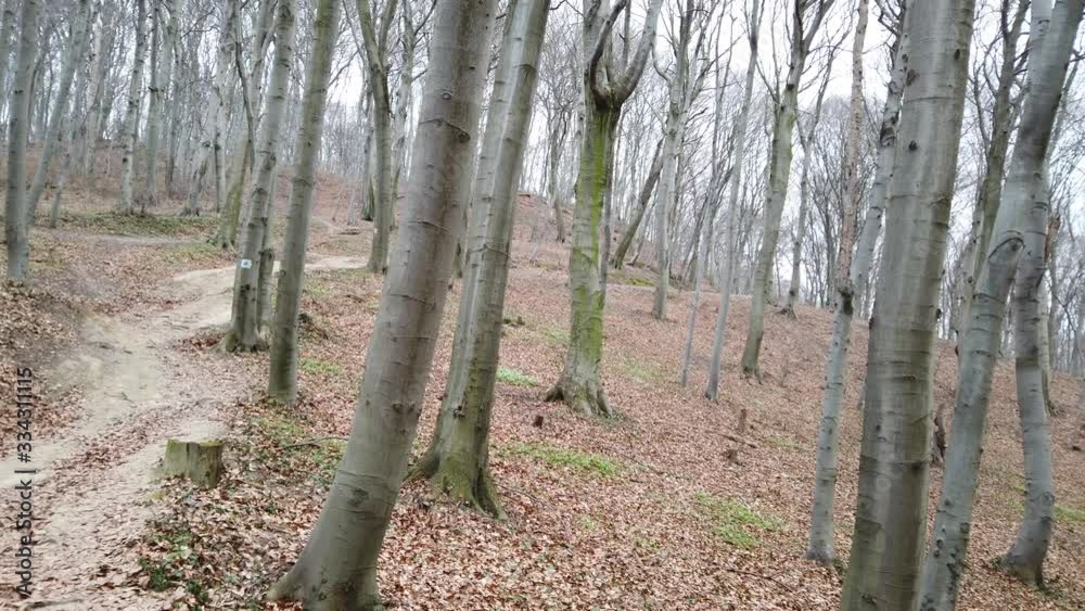 Shooting in the spring forest.