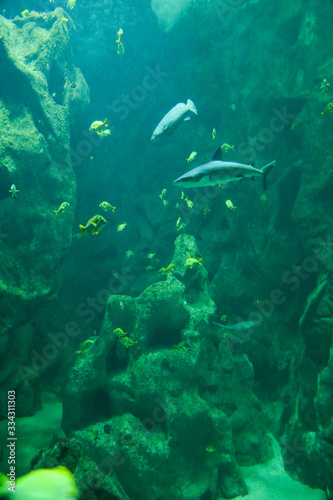 requins, poissons jaunes, rochers, aquarium de la Rochelle