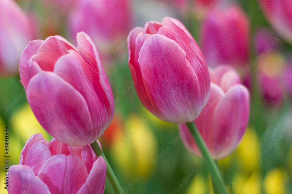 Fototapeta premium Pink tulips flower, beautifuly flower in garden plant, tulip spring-blooming