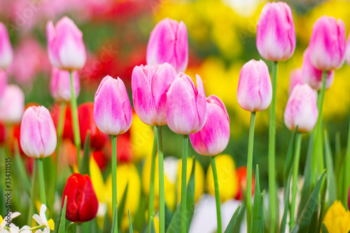 Pink tulips flower  beautifuly flower in garden plant  tulip spring-blooming