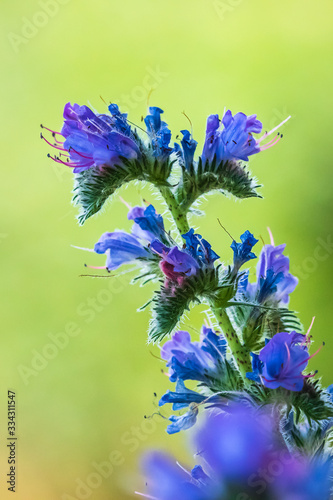 Blueweed or viper's bugloss, Echium vulgare, flowers blooming in a meadow. photo