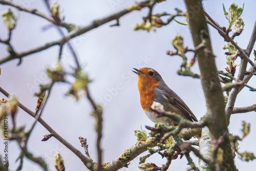 European robin bird Erithacus rubecula singing