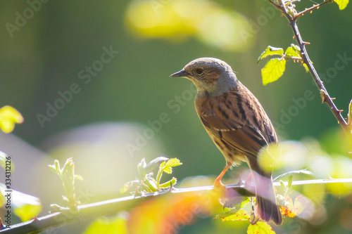 Dunnock Prunella modularis bird singing during Springtime photo