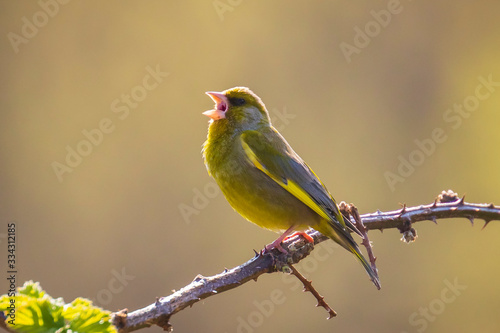 Greenfinch Chloris chloris bird singing