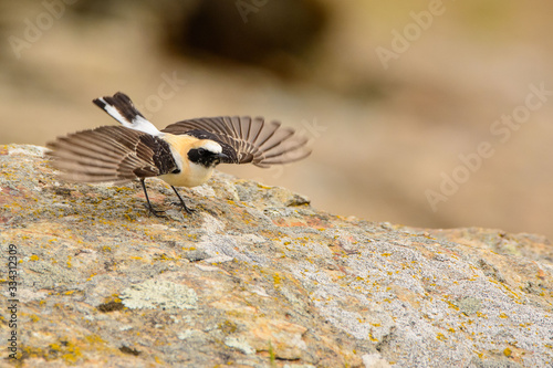 A black eared wheatear (Oenanthe hispanica)