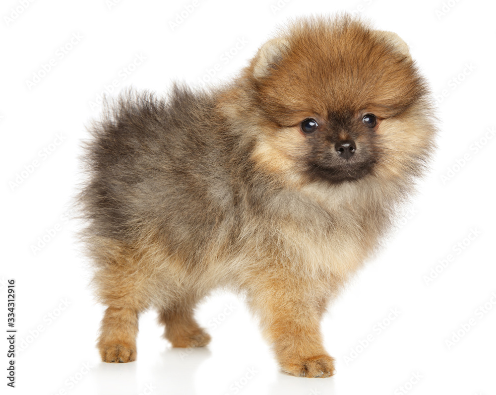 Pomeranian Spitz puppy