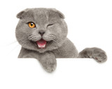 Winking grey cat above banner