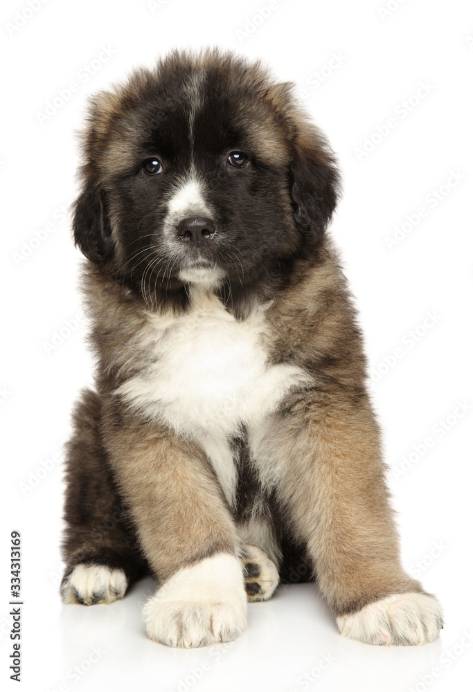 Caucasian Shepherd puppyon white background