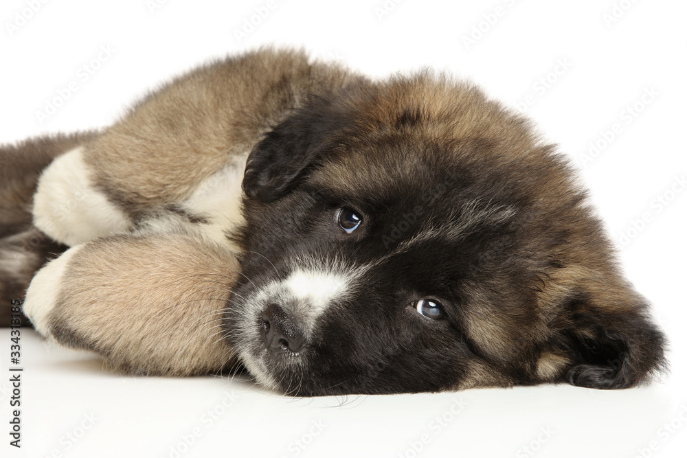 Caucasian shepherd puppy lying Caucasian shepherd puppy lying