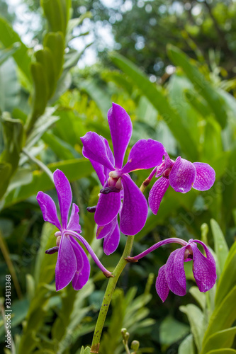 the closeup image of purple orchid flowers with natural background.