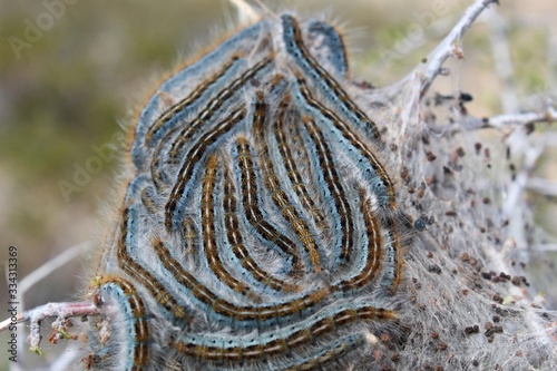 Western Tent Caterpillars, Malacosoma Californicum, congregating in their silken nest affixed to Desert Almond, Prunus Fasciculata, Joshua Tree National Park, Southern Mojave Desert.