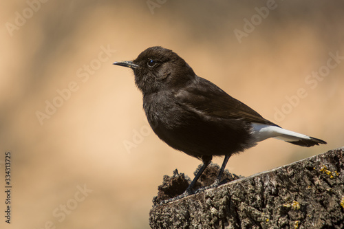 A black wheatear (Oenanthe leucura)